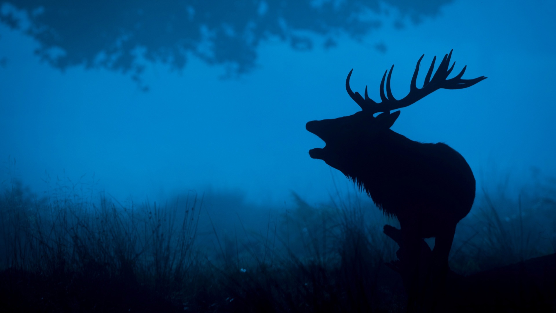 Stag Wallpapers