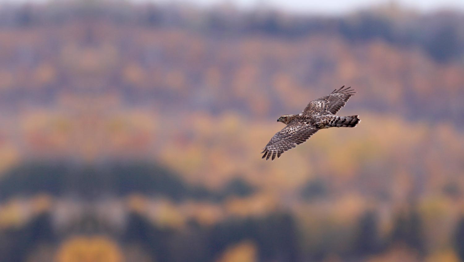 Birds Of Prey New Banner Wallpapers