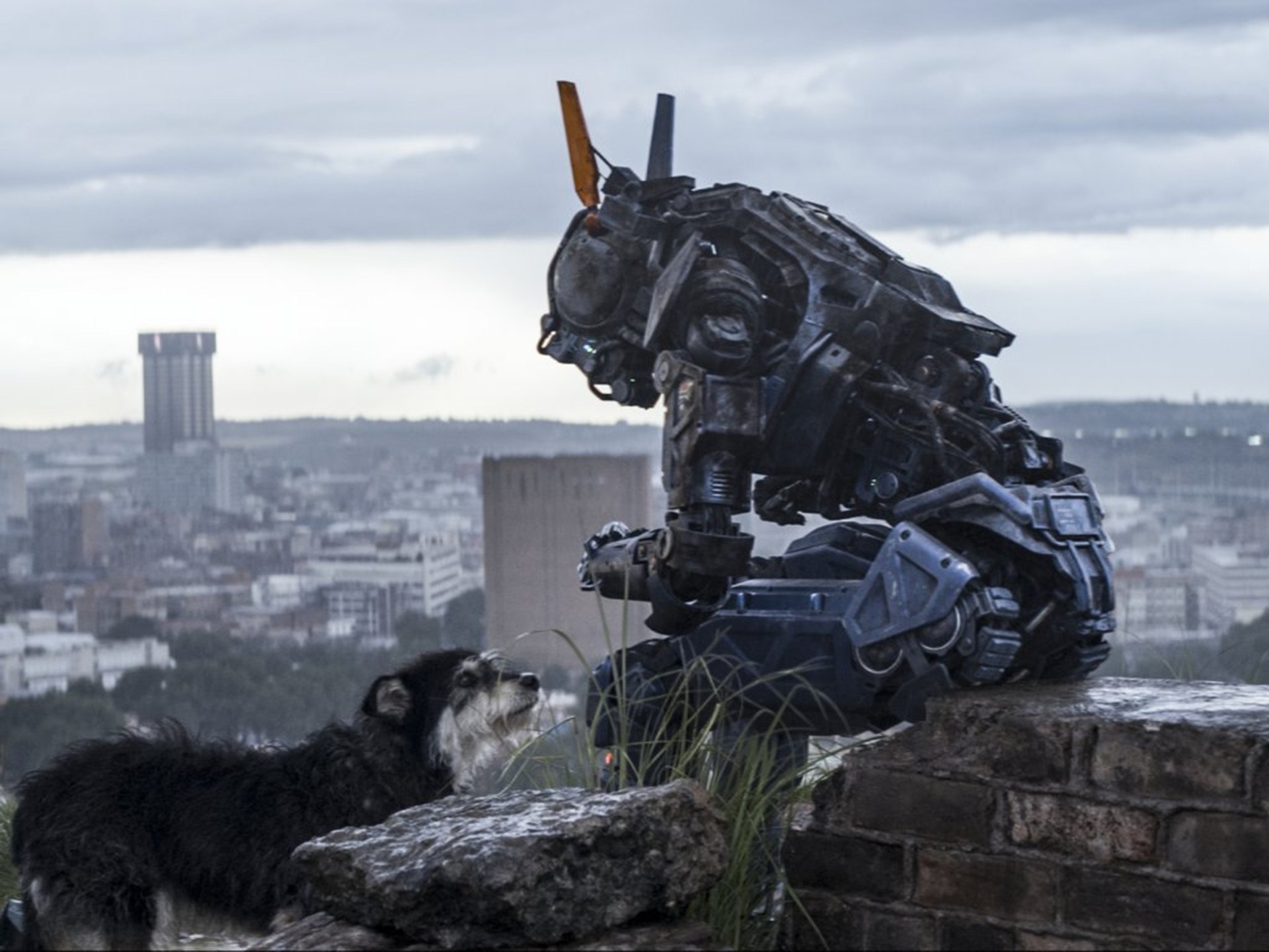 Chappie Wallpapers