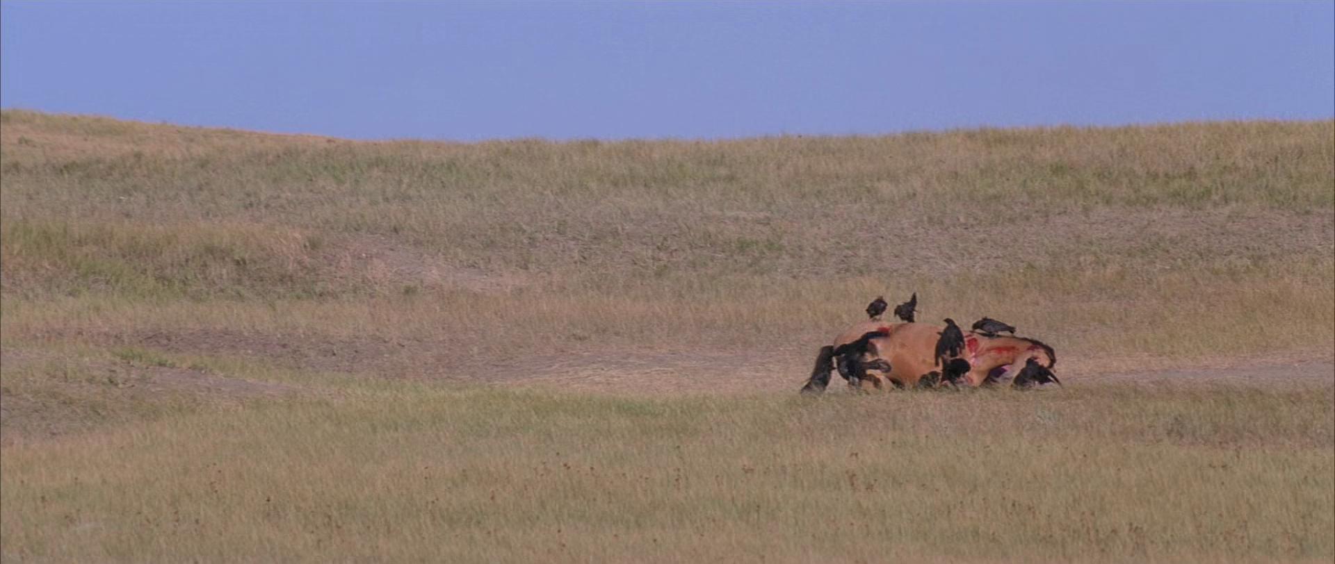 Dances With Wolves Wallpapers