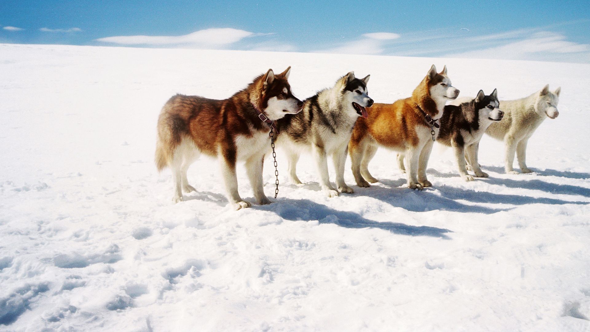 Eight Below Wallpapers