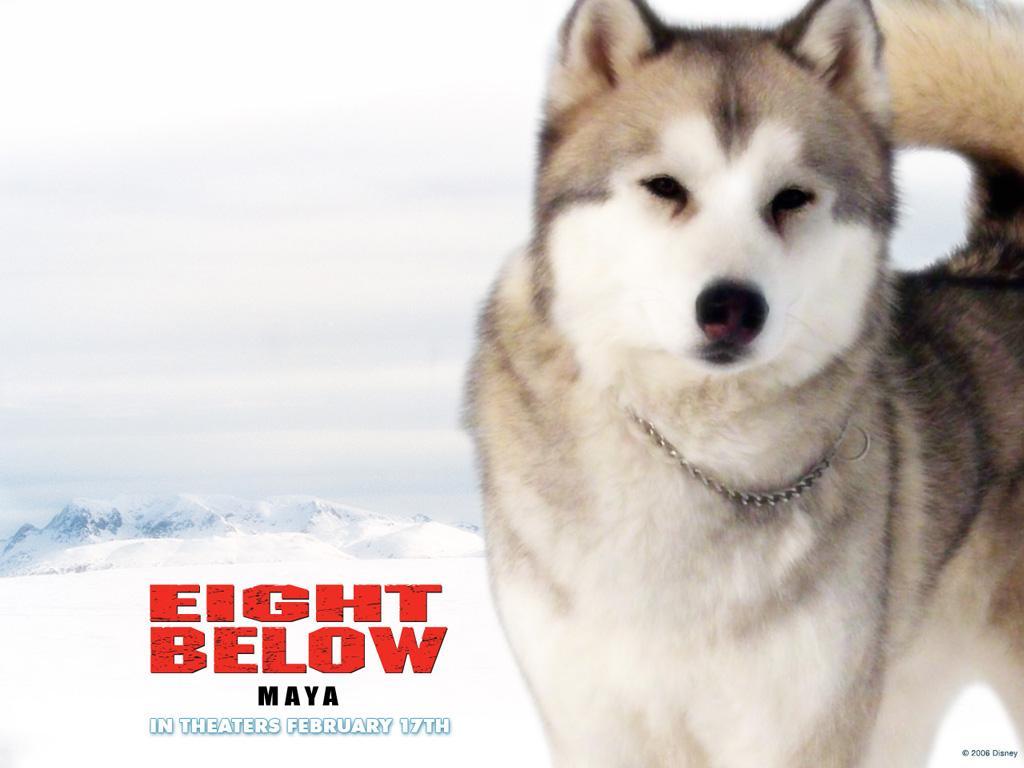 Eight Below Wallpapers