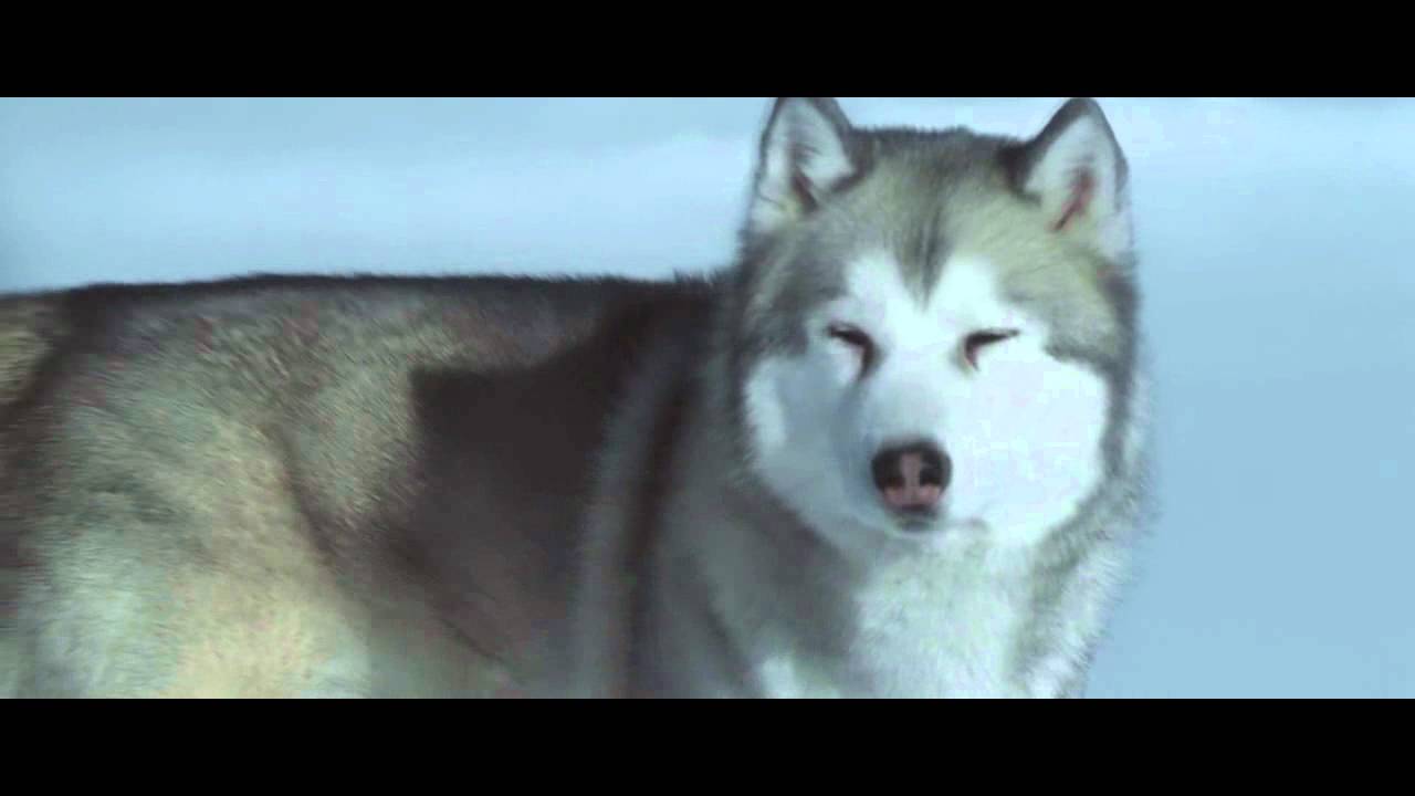 Eight Below Wallpapers