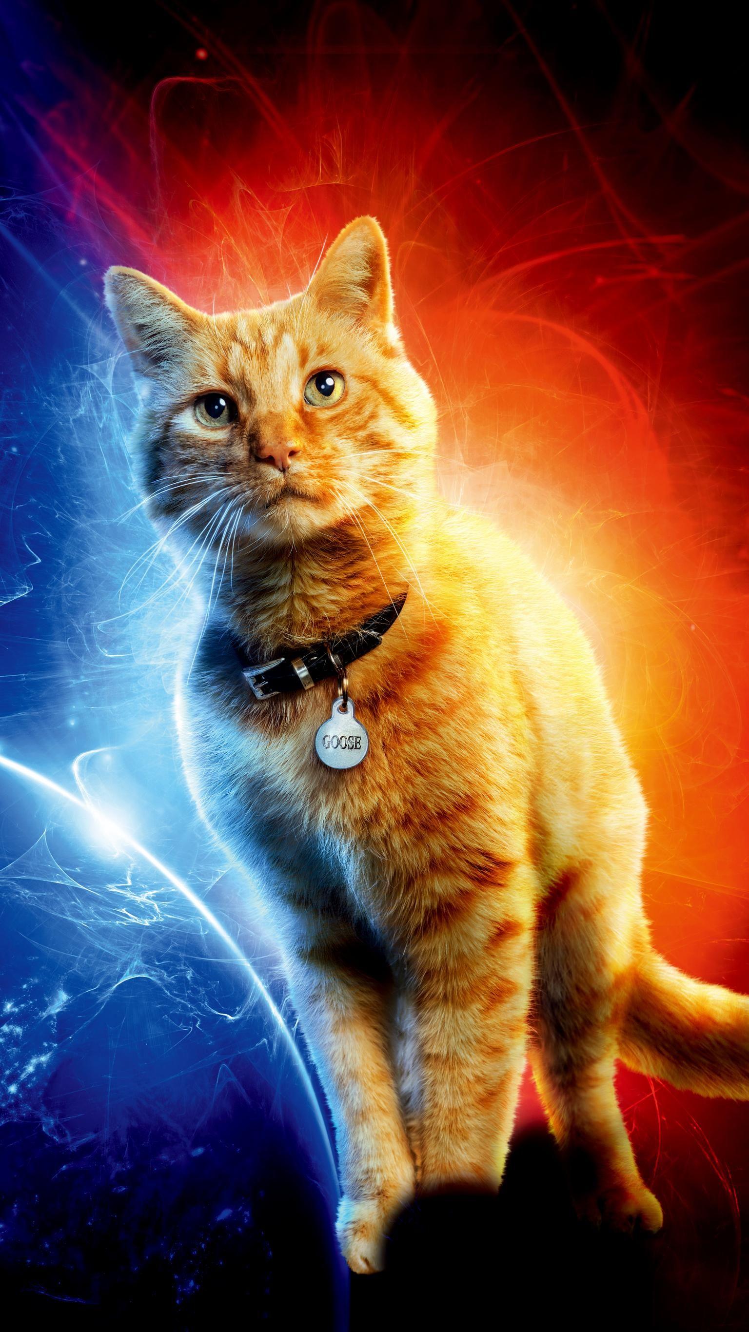 Goose The Cat In Captain Marvel Image Wallpapers