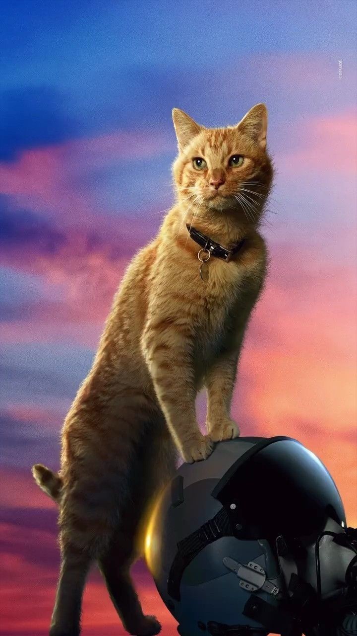 Goose The Cat In Captain Marvel Image Wallpapers