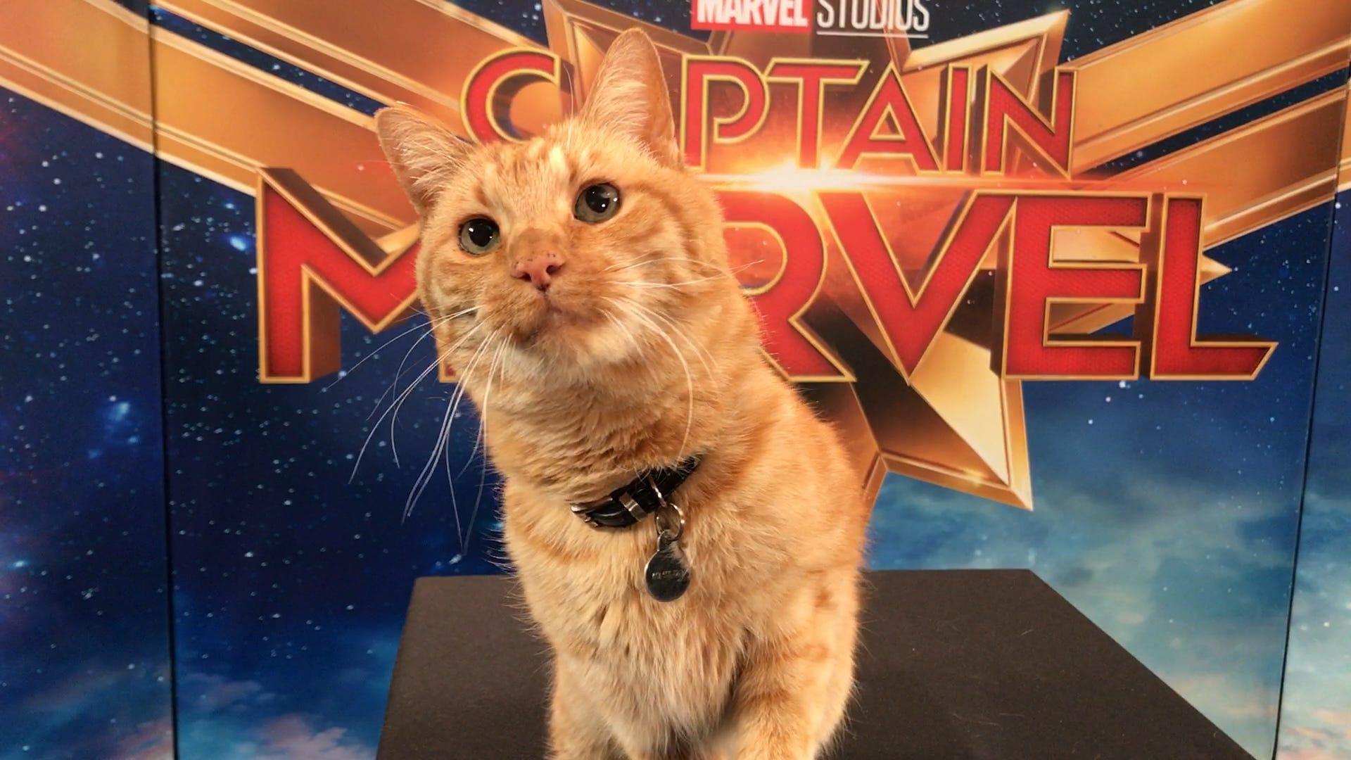 Goose The Cat In Captain Marvel Image Wallpapers