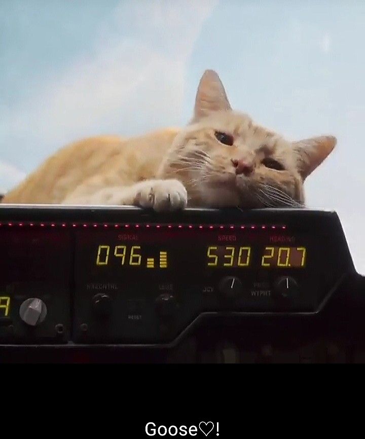 Goose The Cat In Captain Marvel Image Wallpapers