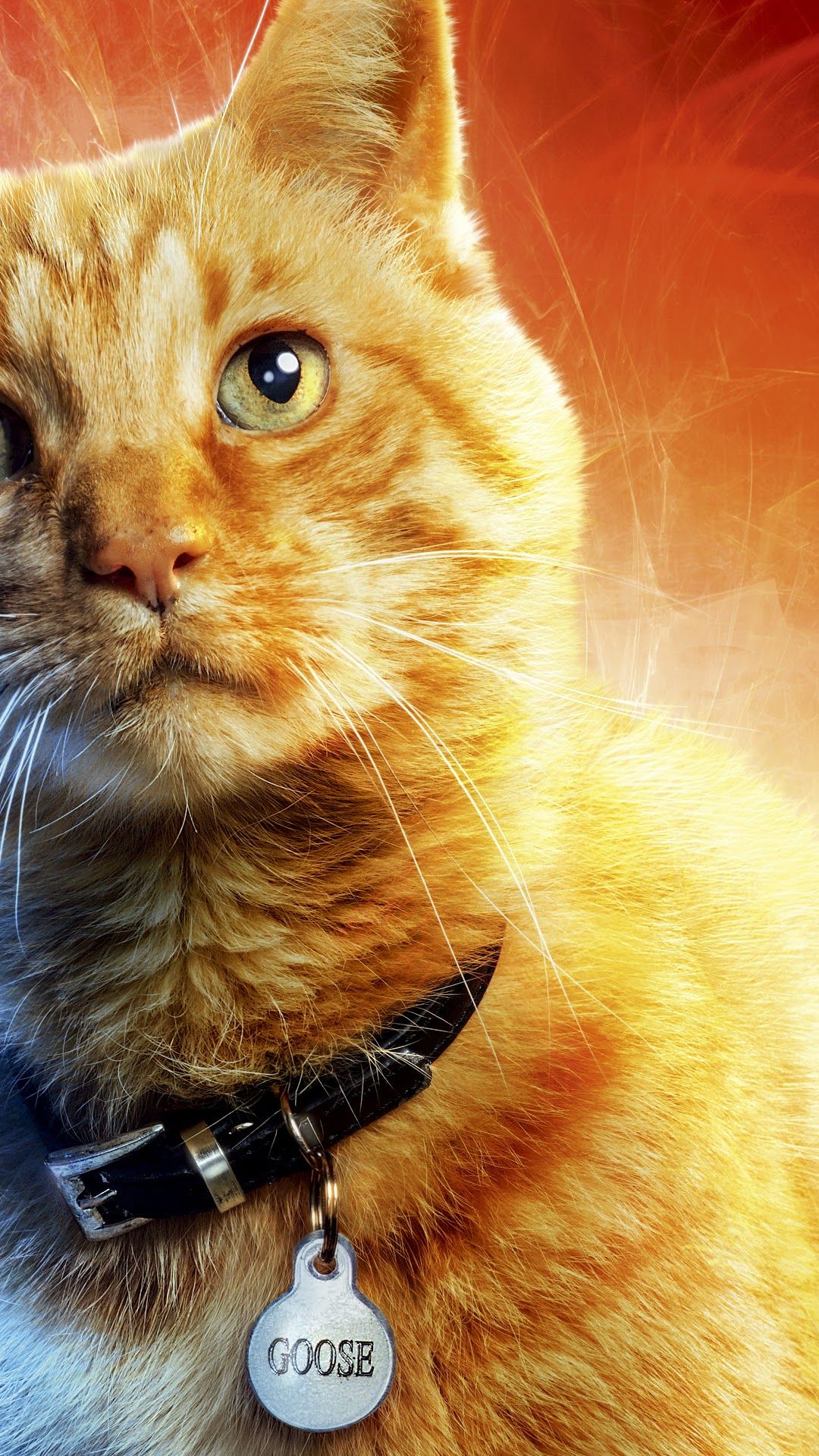 Goose The Cat In Captain Marvel Image Wallpapers