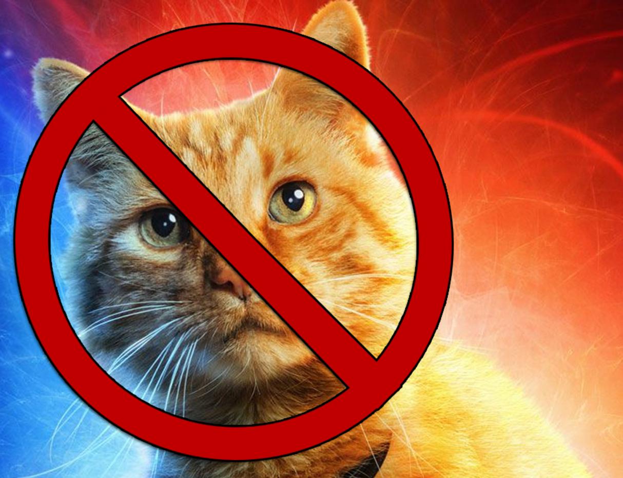 Goose The Cat In Captain Marvel Image Wallpapers