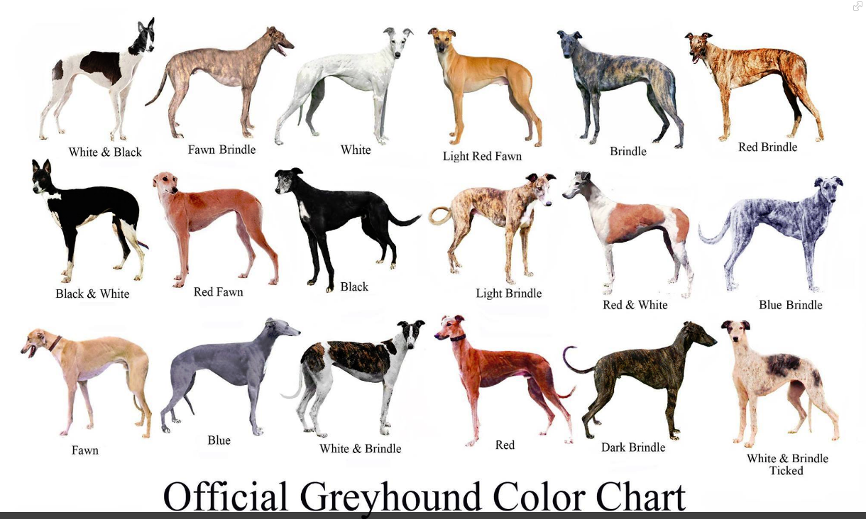 Greyhound 4K Wallpapers