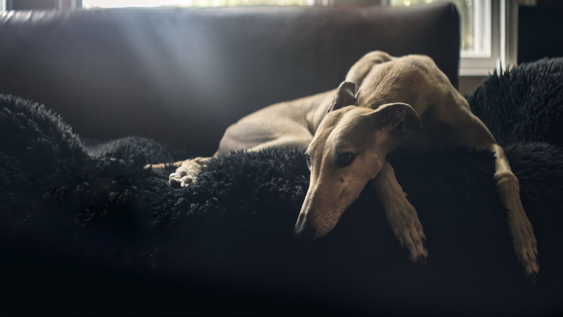 Greyhound Movie Wallpapers