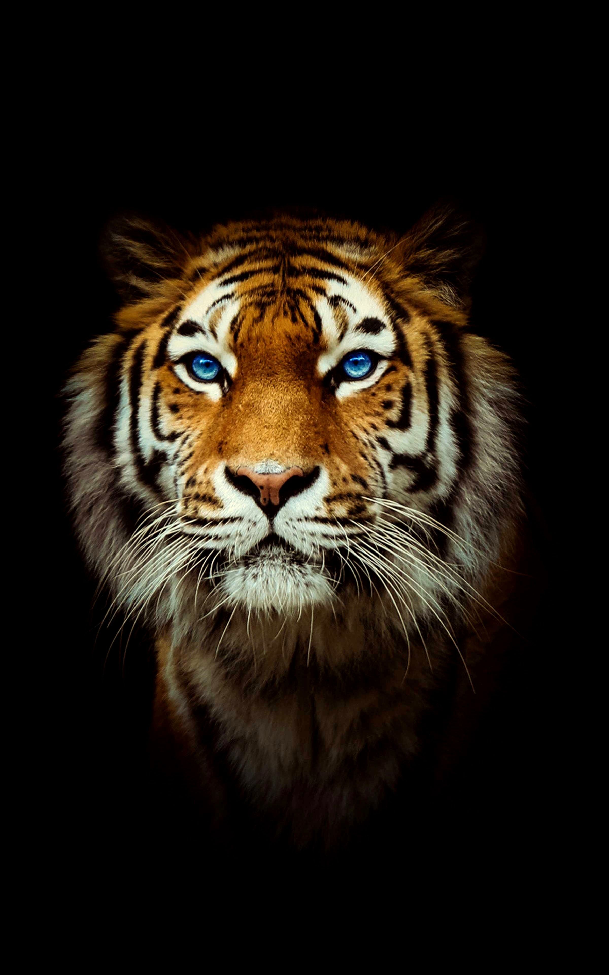 Netflix The White Tiger Wallpapers