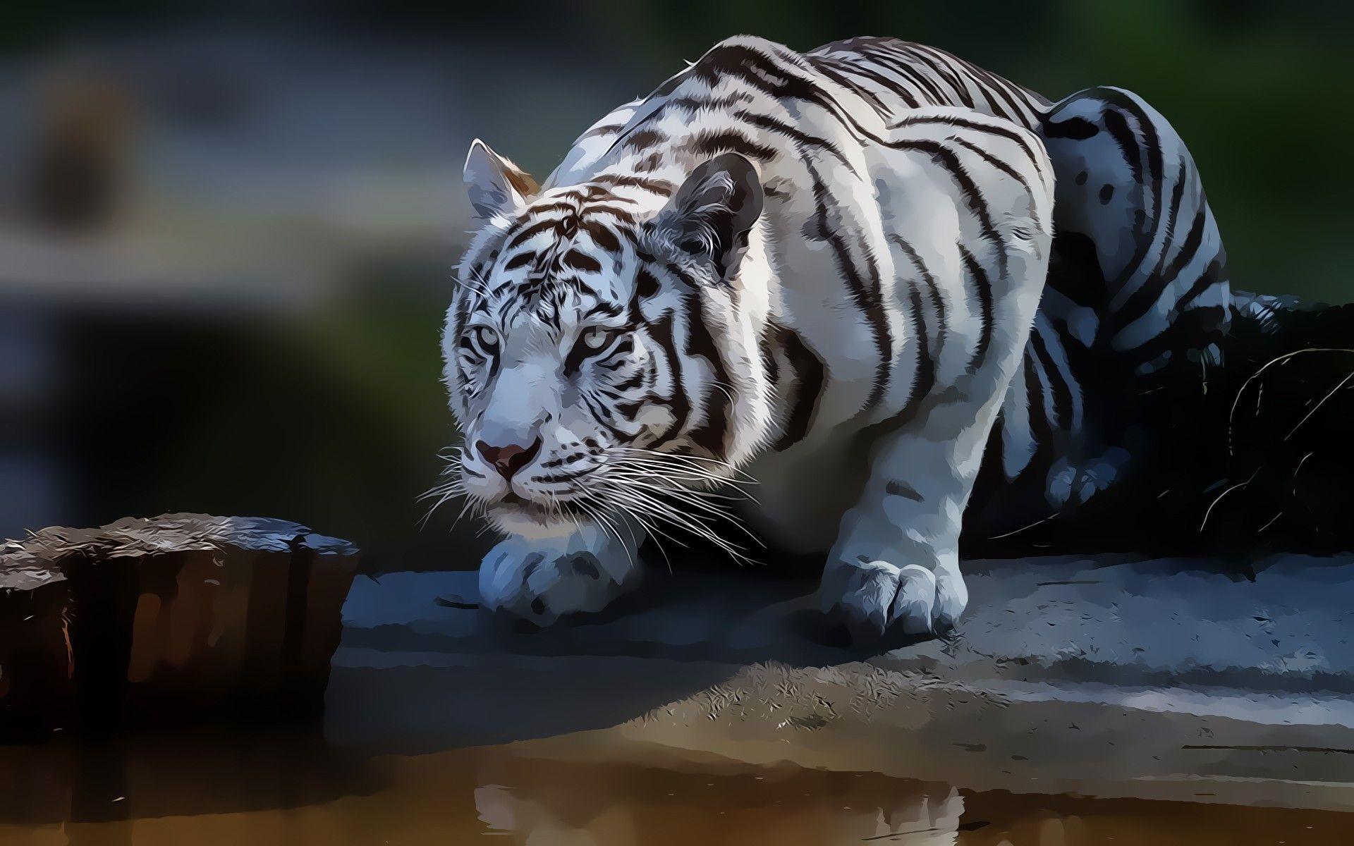 Netflix The White Tiger Wallpapers