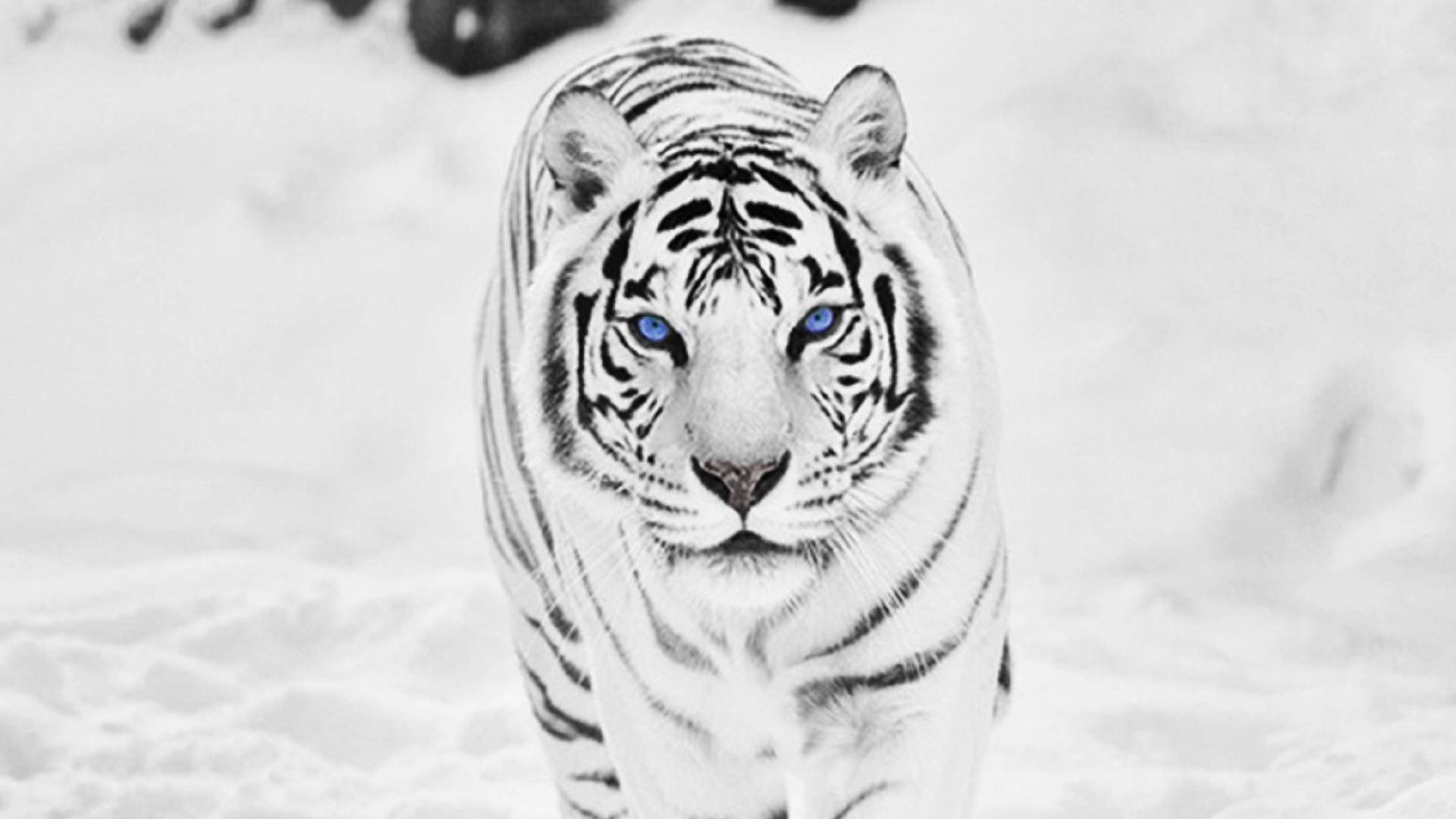 Netflix The White Tiger Wallpapers