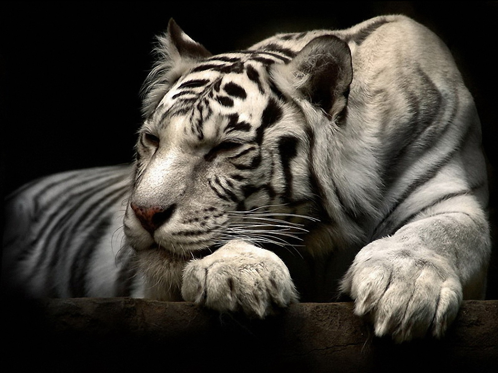 Netflix The White Tiger Wallpapers