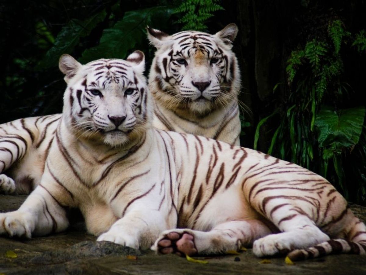 Netflix The White Tiger Wallpapers