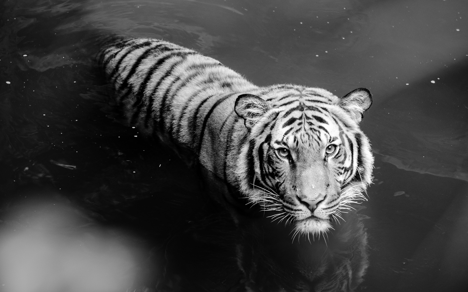 Netflix The White Tiger Wallpapers