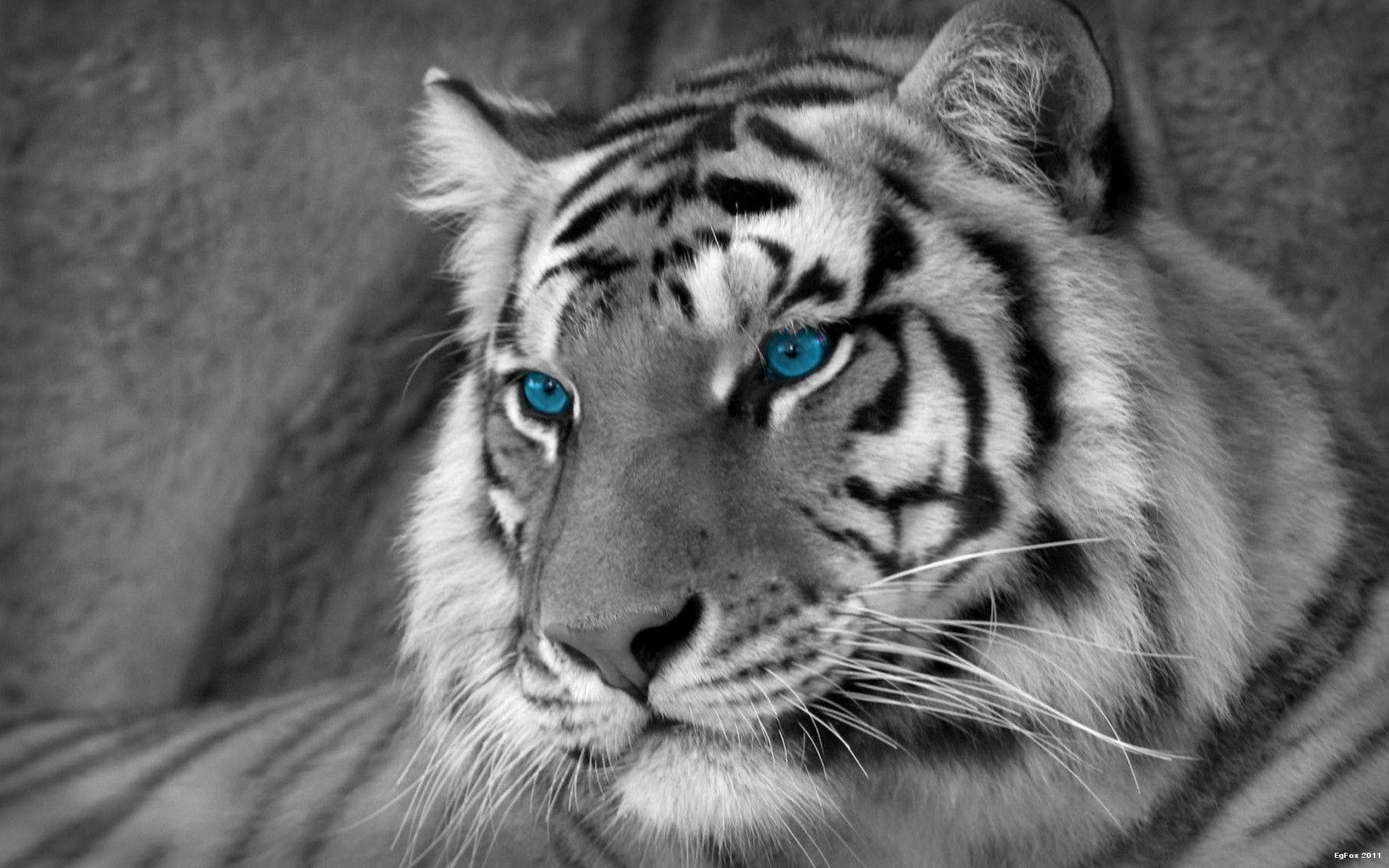 Netflix The White Tiger Wallpapers