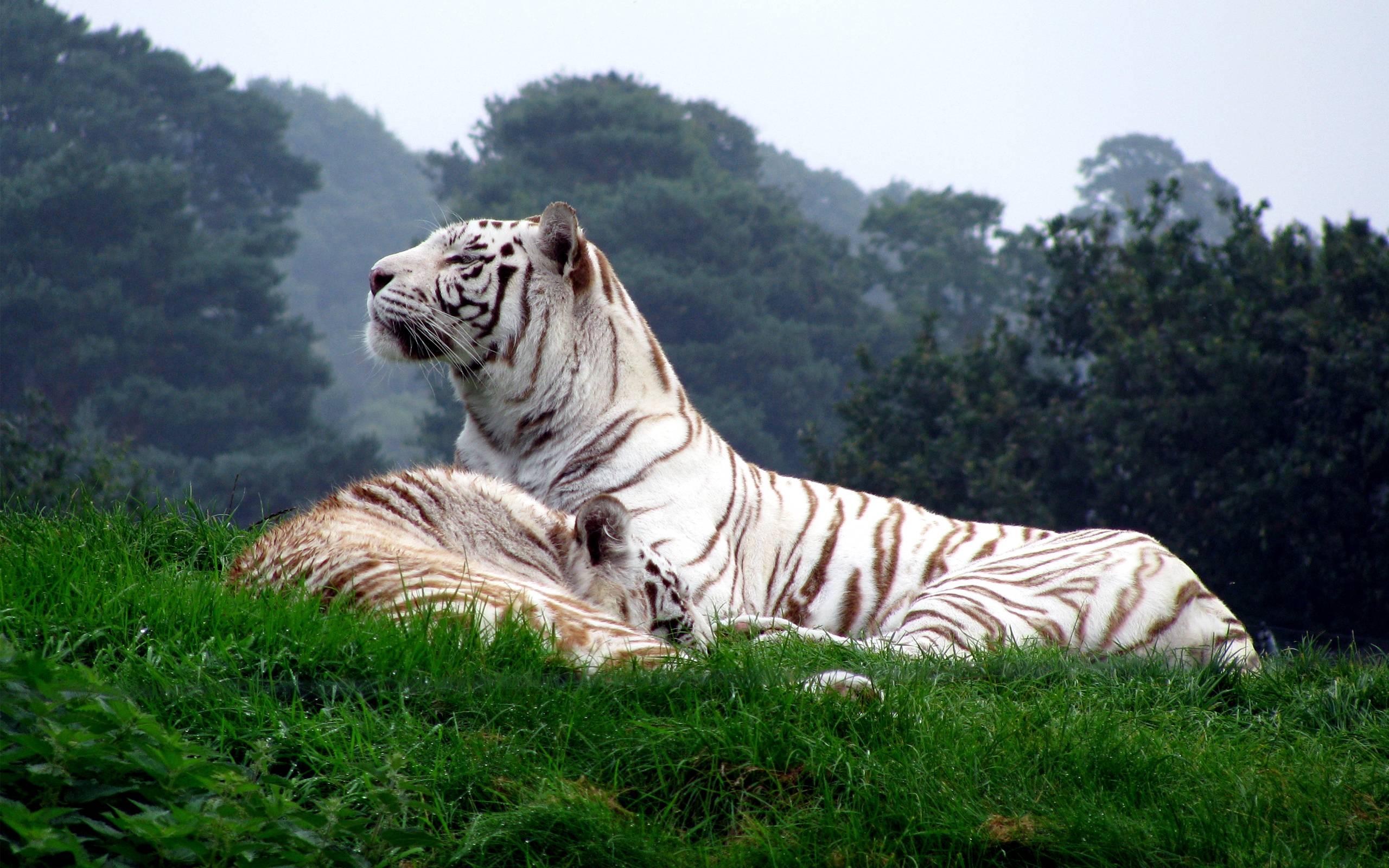 Netflix The White Tiger Wallpapers