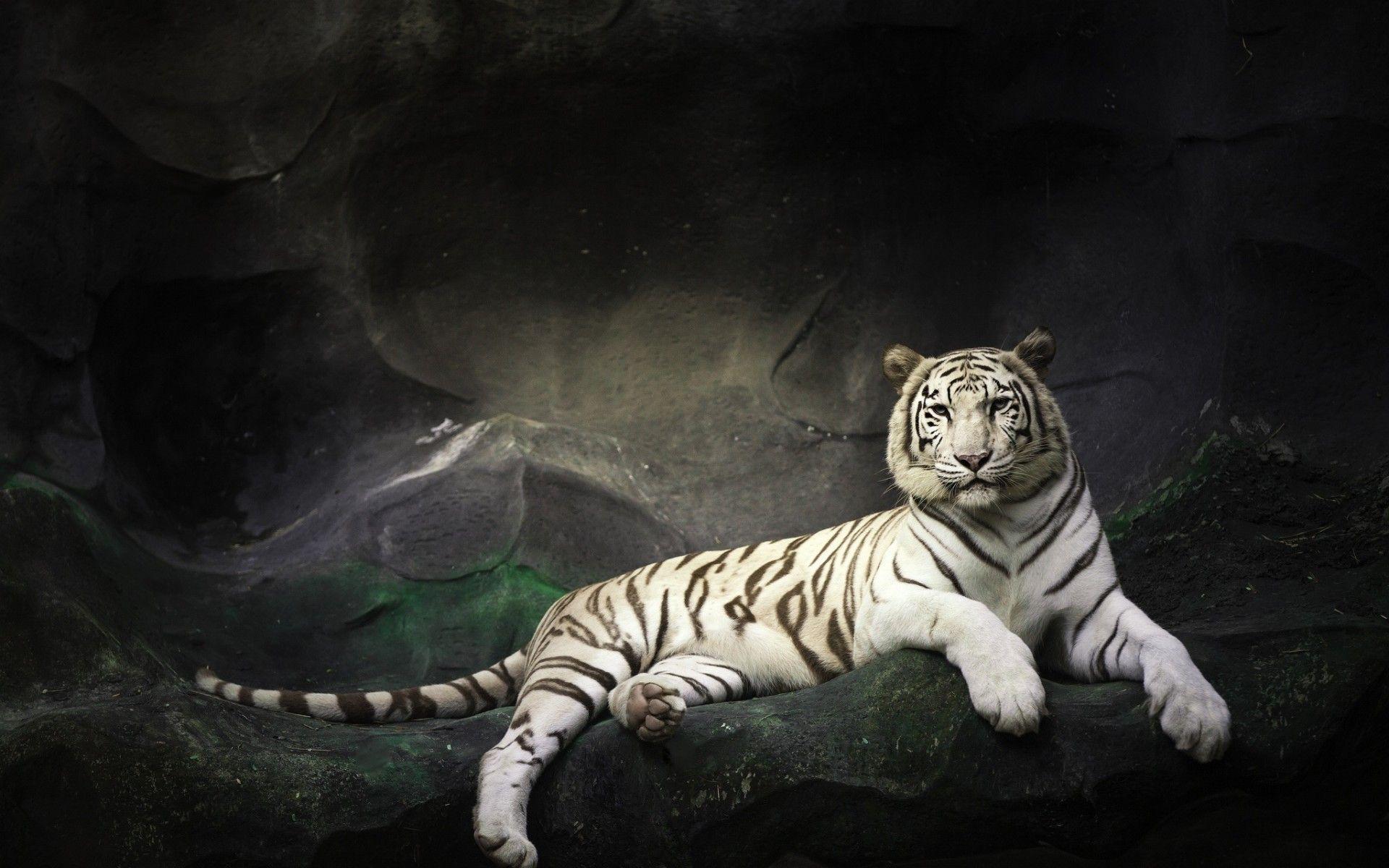 Netflix The White Tiger Wallpapers