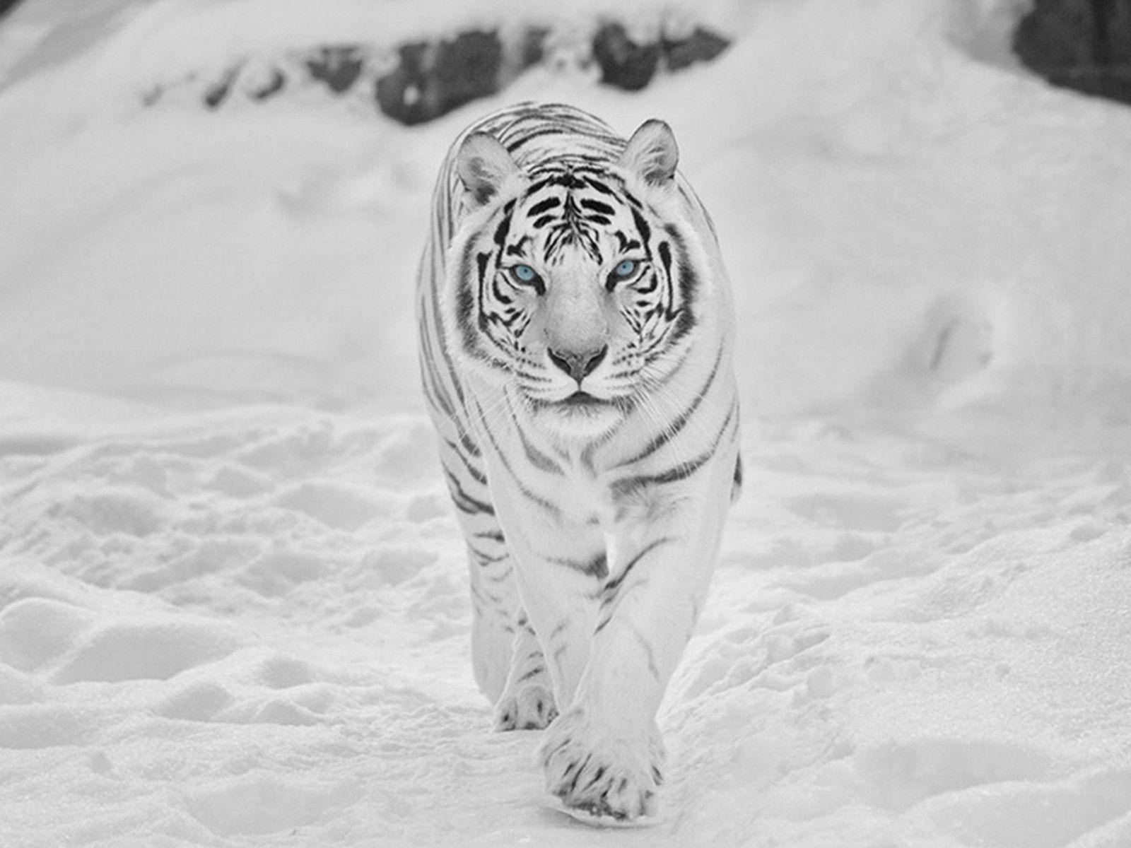 Netflix The White Tiger Wallpapers