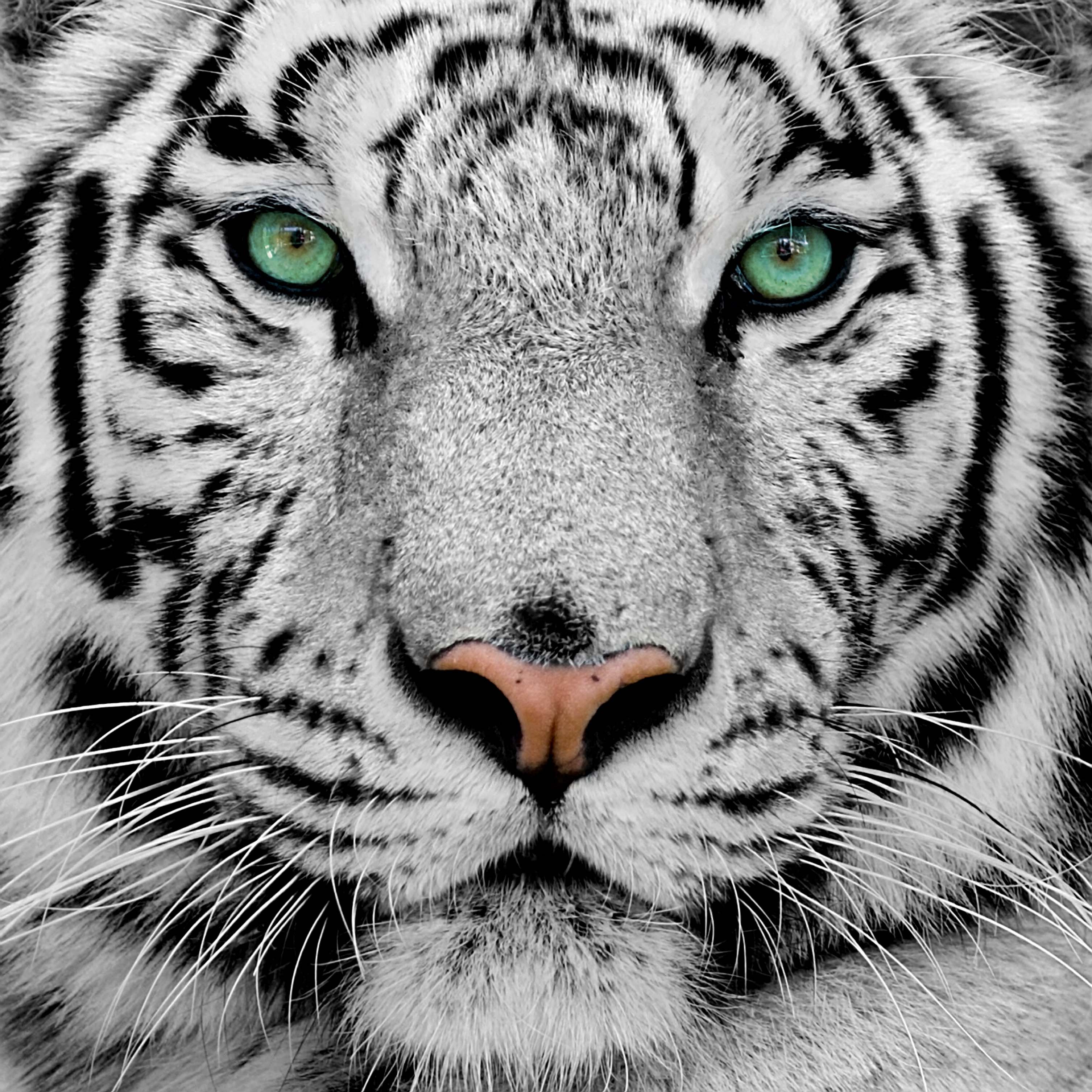 Netflix The White Tiger Wallpapers