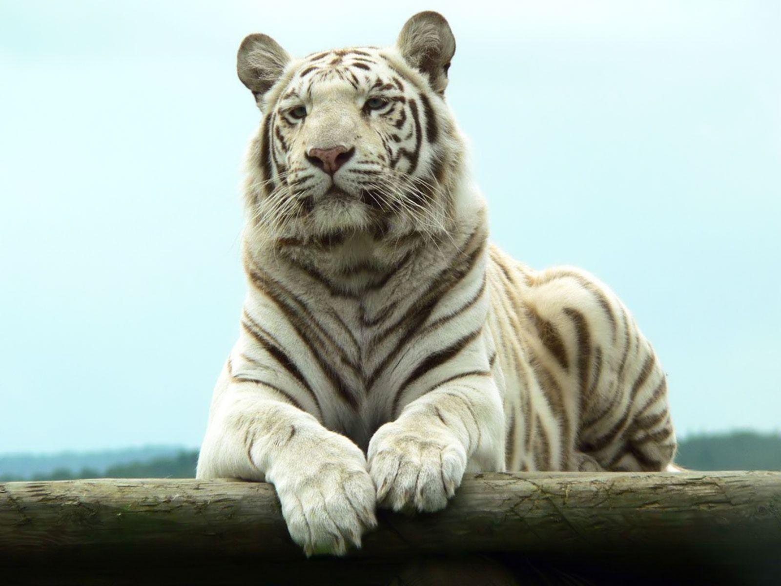 Netflix The White Tiger Wallpapers