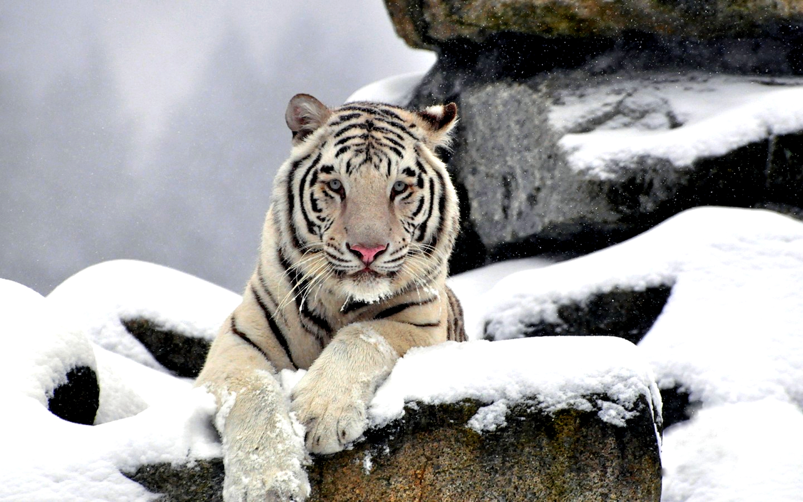 Netflix The White Tiger Wallpapers