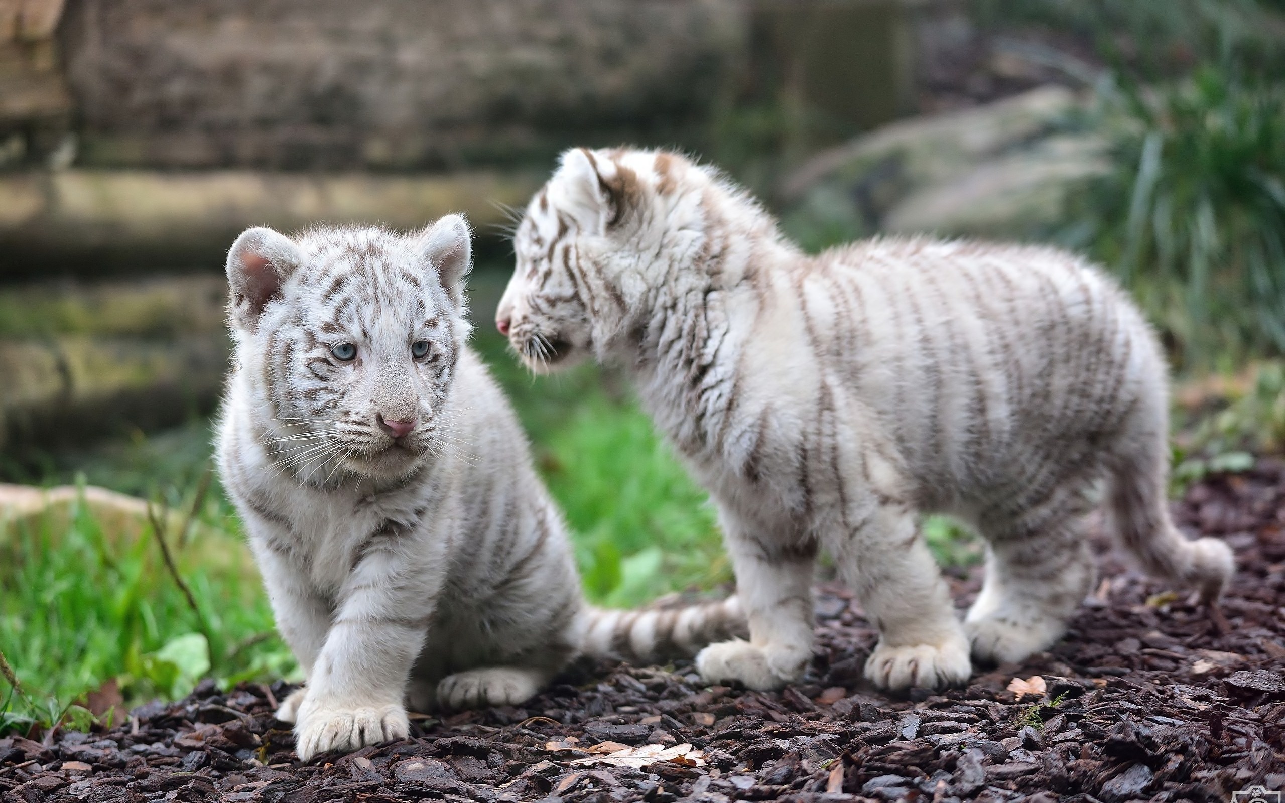 Netflix The White Tiger Wallpapers