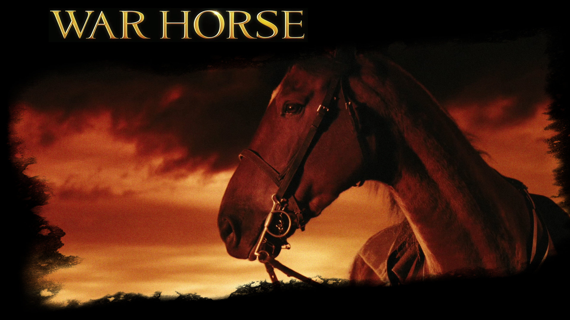 War Horse Wallpapers