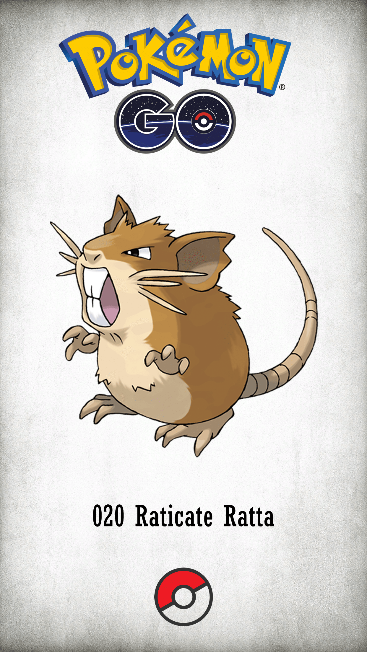 Raticate Hd Wallpapers