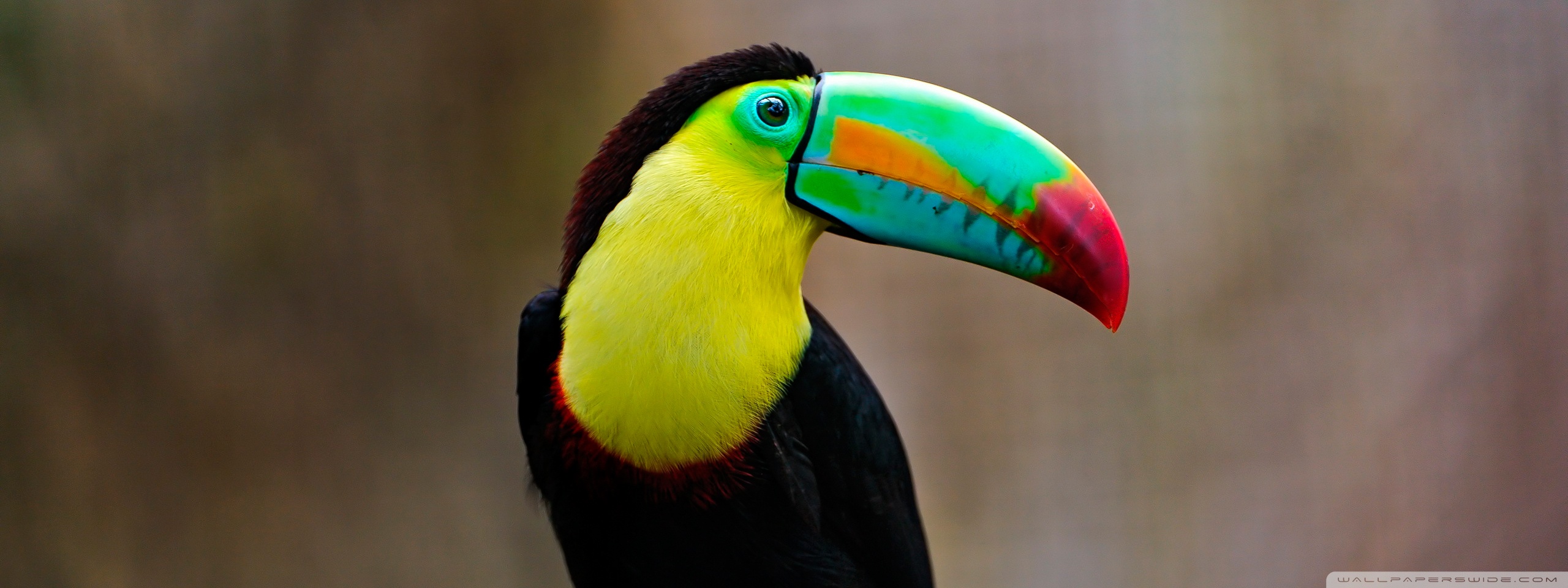 Toucannon Hd Wallpapers