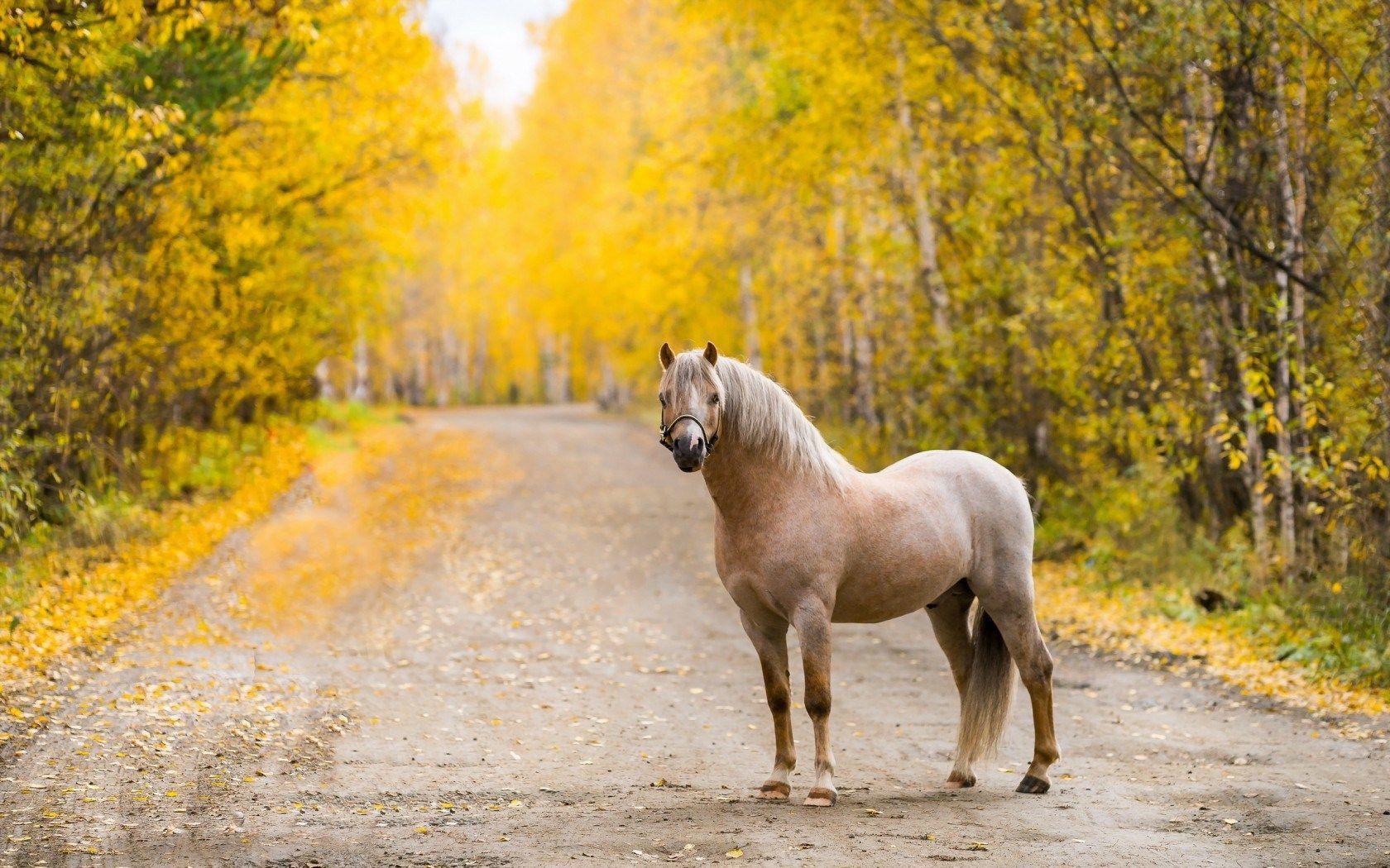 Beautiful Autumn HorsesWallpapers