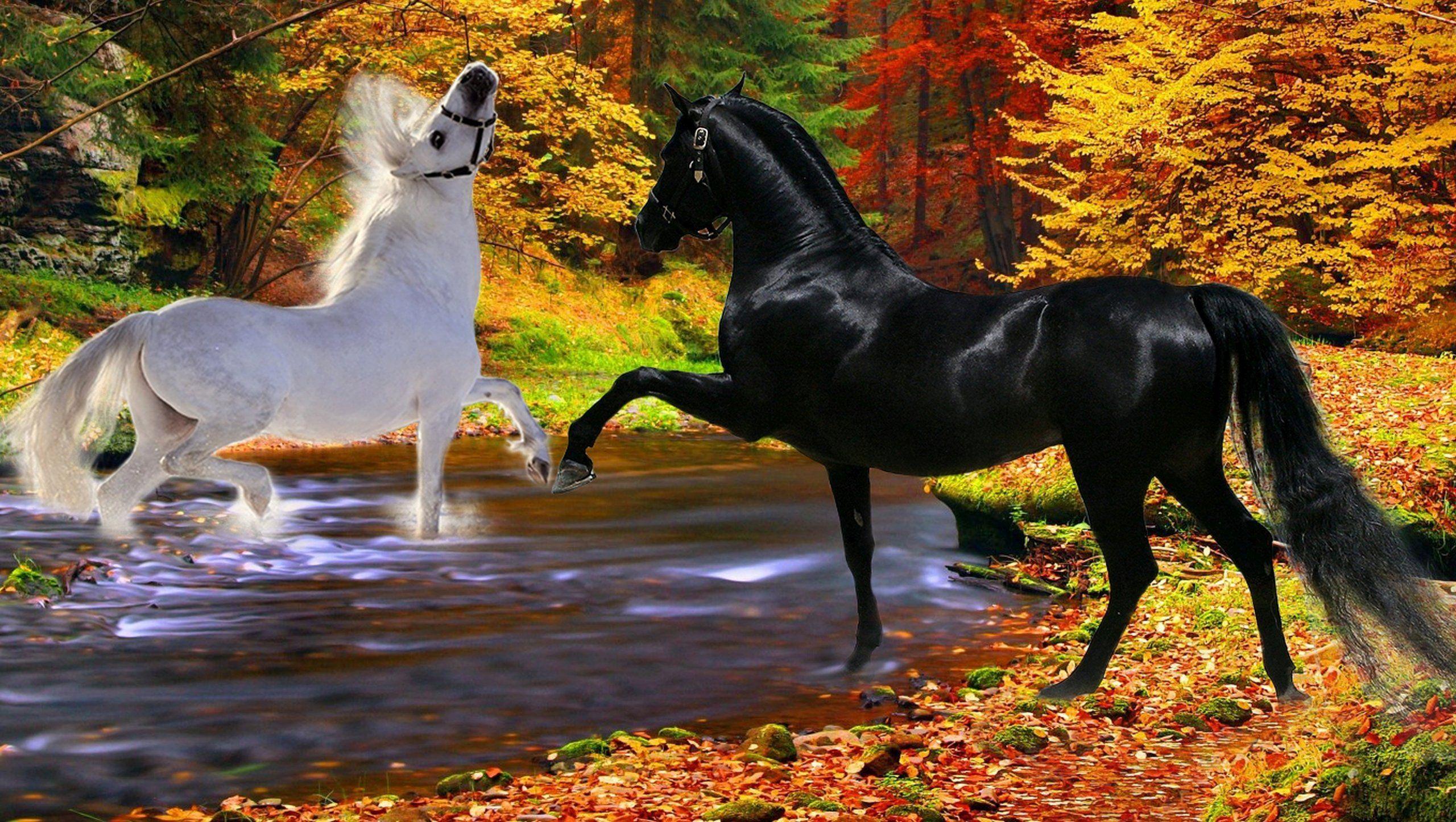 Beautiful Autumn HorsesWallpapers