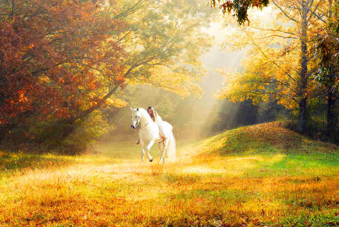 Beautiful Autumn HorsesWallpapers