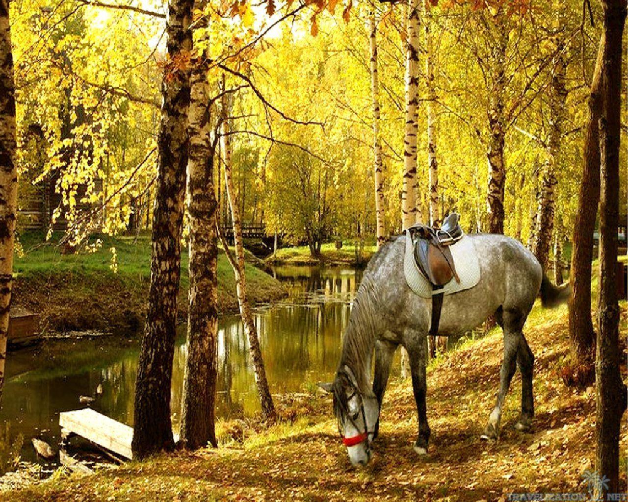 Beautiful Autumn HorsesWallpapers