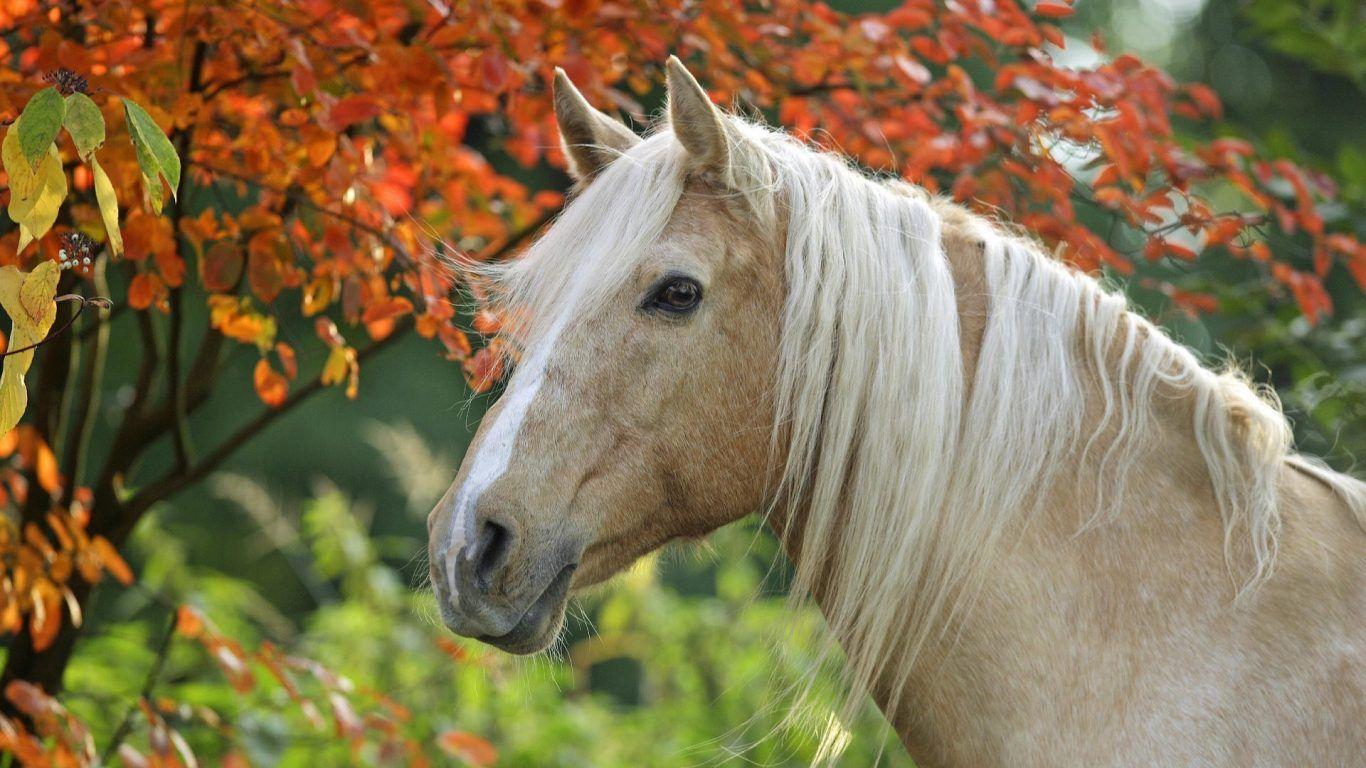 Beautiful Autumn HorsesWallpapers