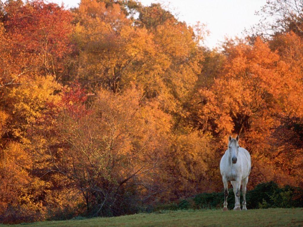 Beautiful Autumn HorsesWallpapers