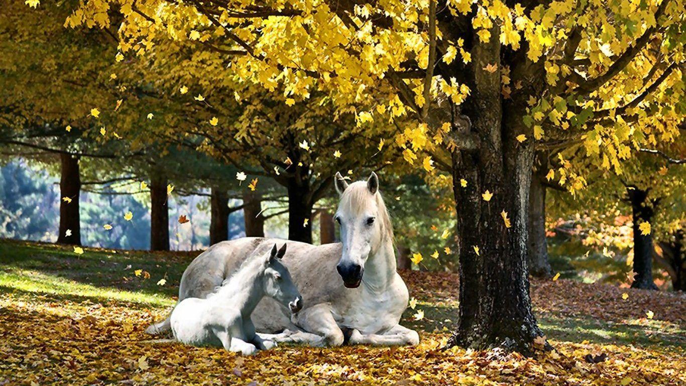 Beautiful Autumn HorsesWallpapers