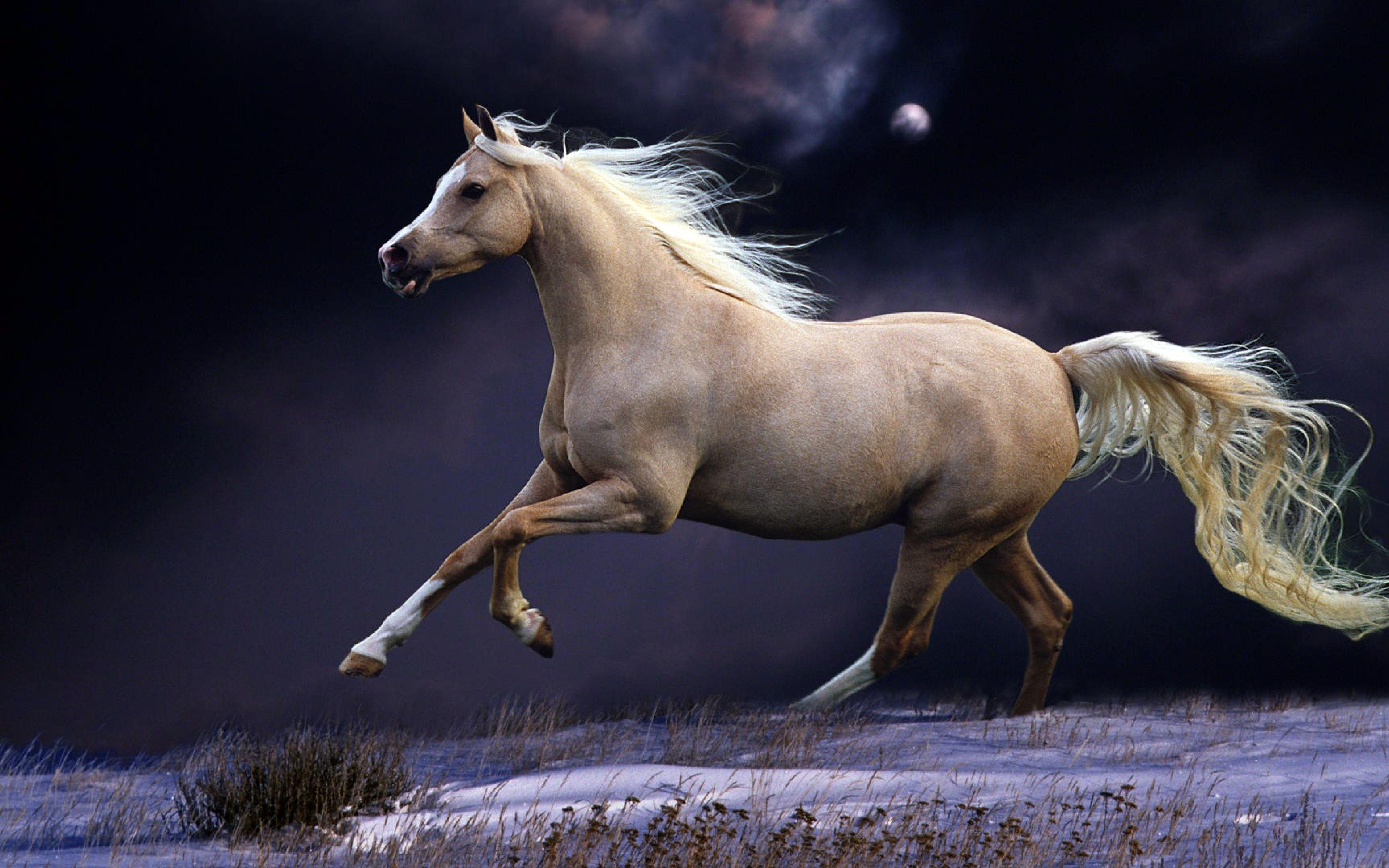 Beautiful Autumn HorsesWallpapers