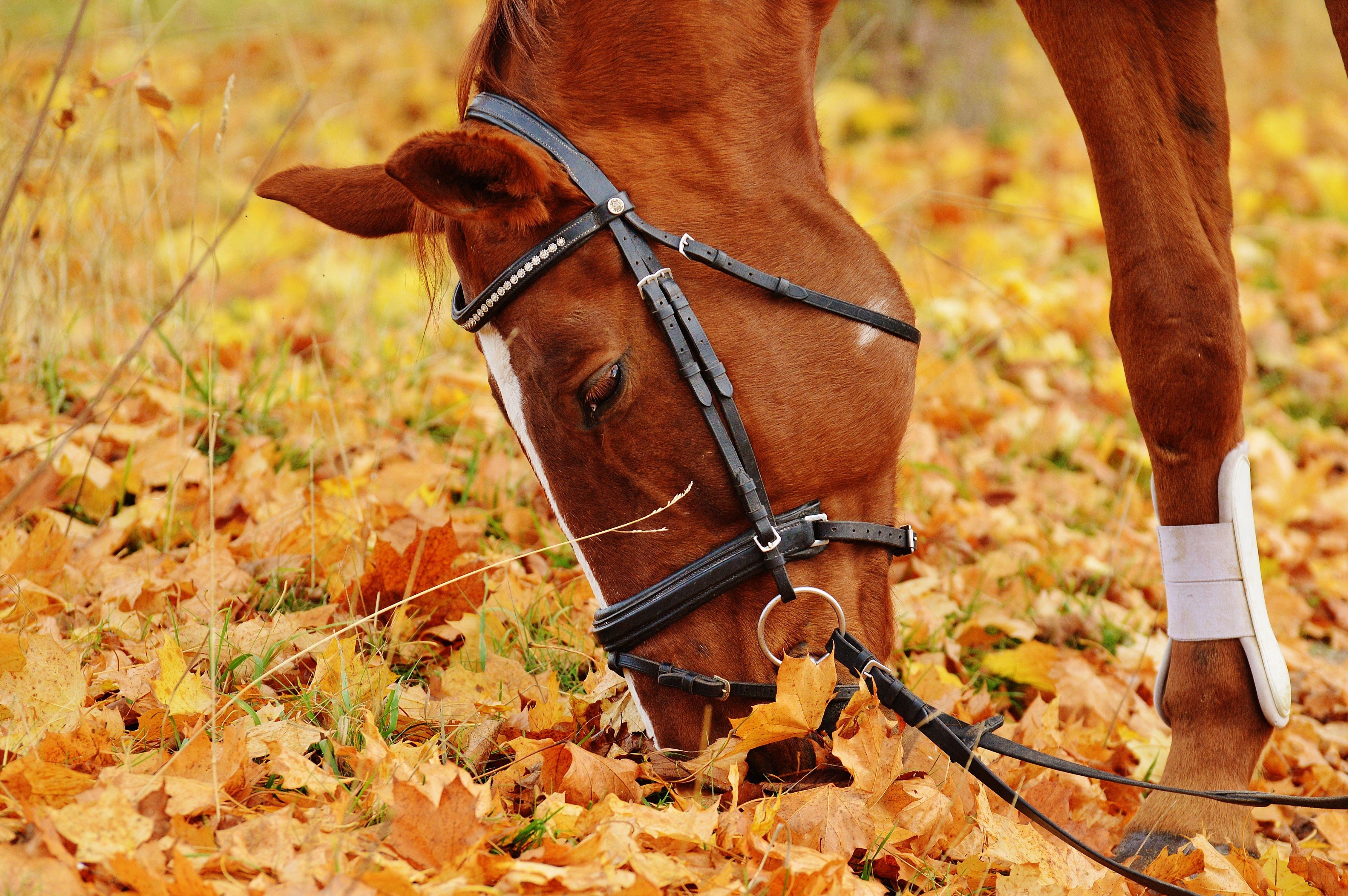 Beautiful Autumn HorsesWallpapers