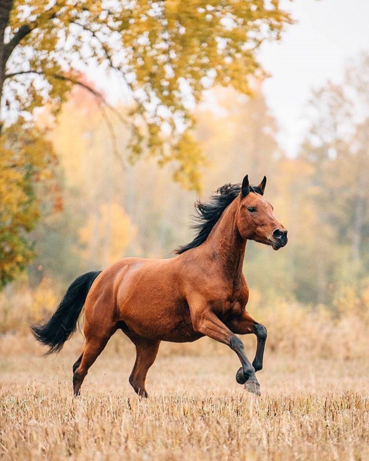 Beautiful Autumn HorsesWallpapers