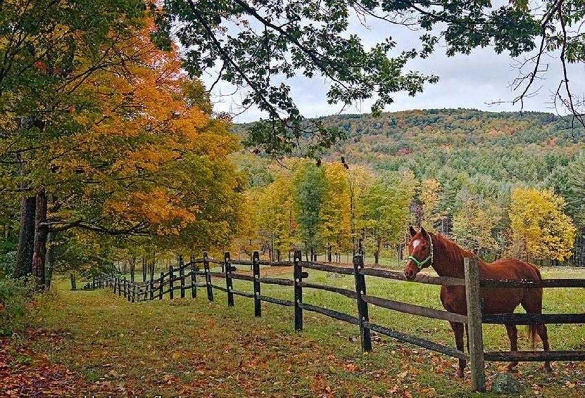 Beautiful Autumn HorsesWallpapers