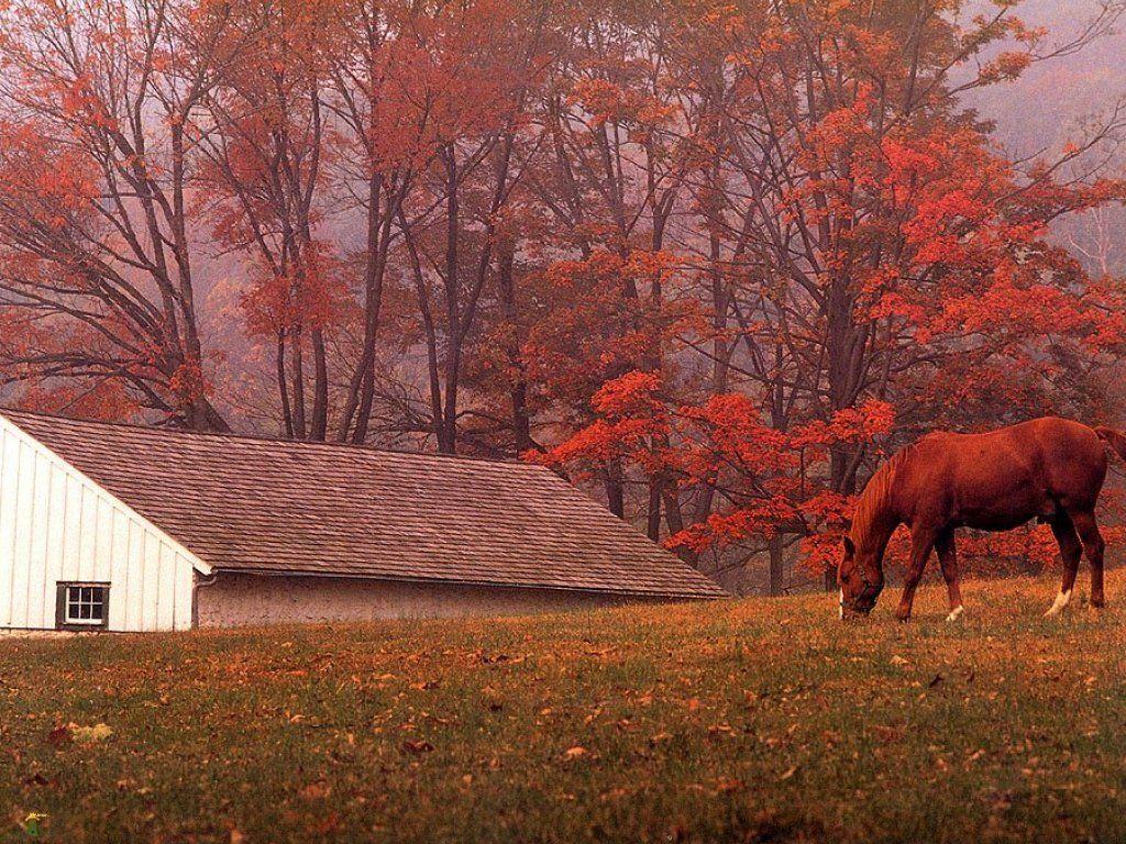 Beautiful Autumn HorsesWallpapers