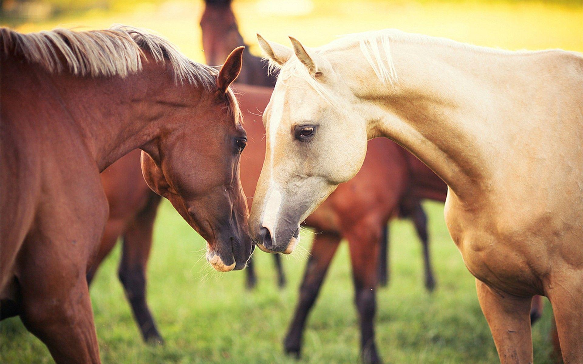 Beautiful Autumn HorsesWallpapers