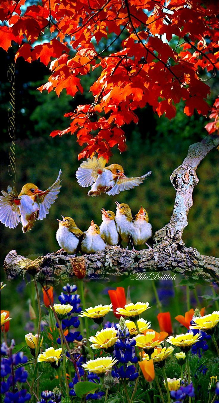 Beautiful Bird And Flower Wallpapers