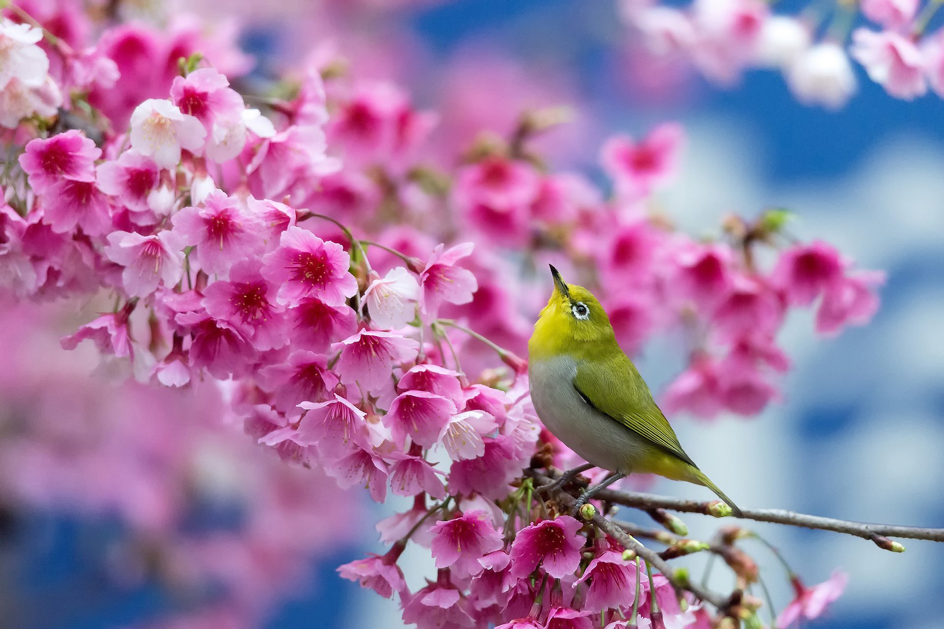 Beautiful Bird And Flower Wallpapers