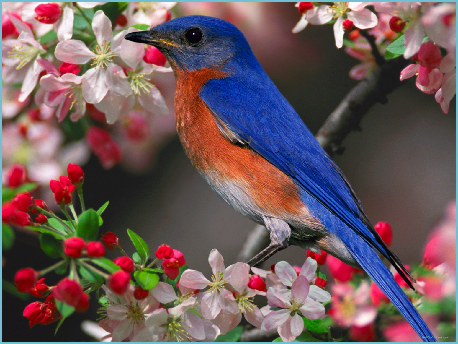 Beautiful Bird And Flower Wallpapers