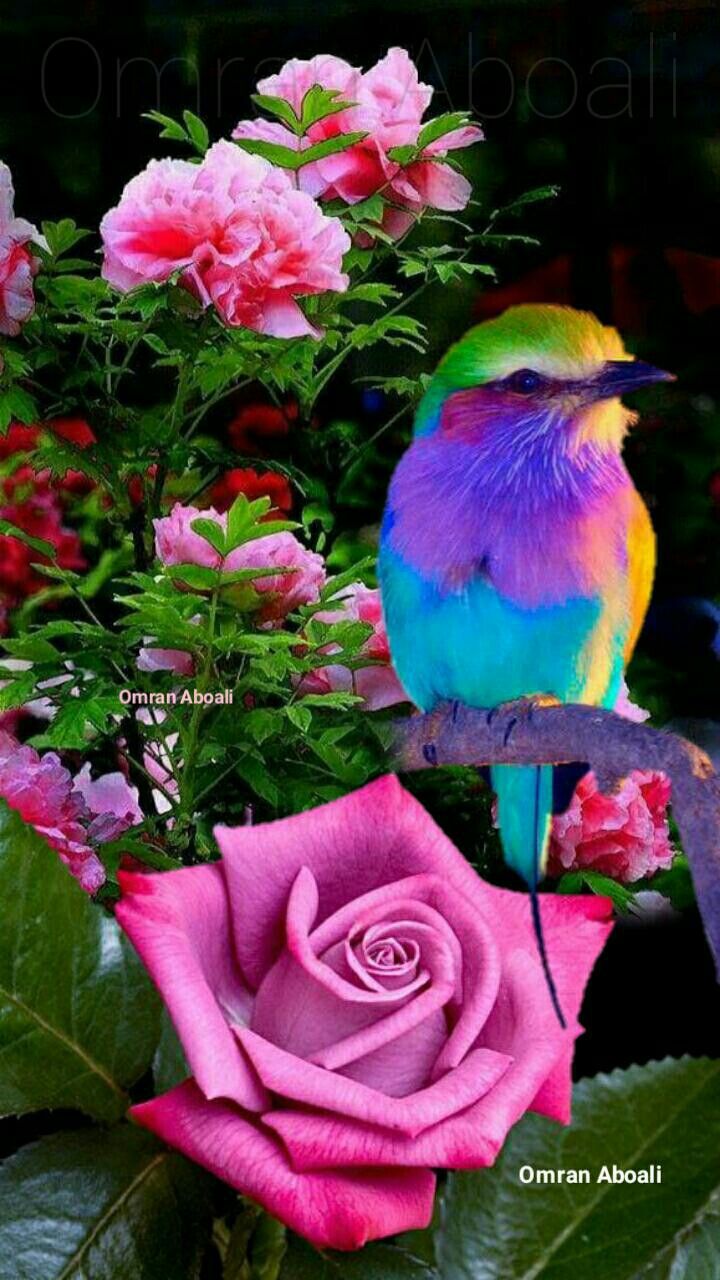 Beautiful Bird And Flower Wallpapers