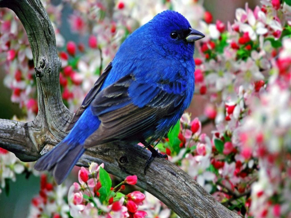 Beautiful Bird And Flower Wallpapers